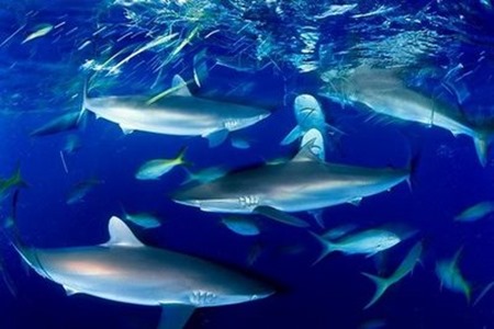 blue shark758974234pc
