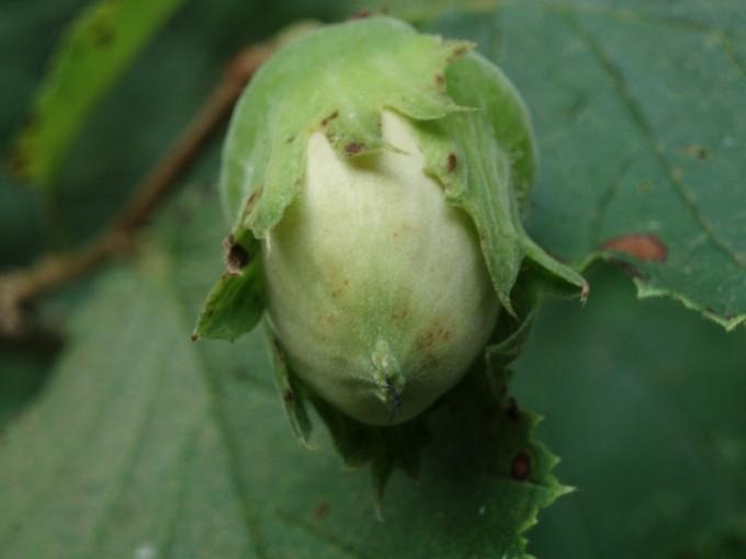 [marche_flora%255B2%255D.jpg]