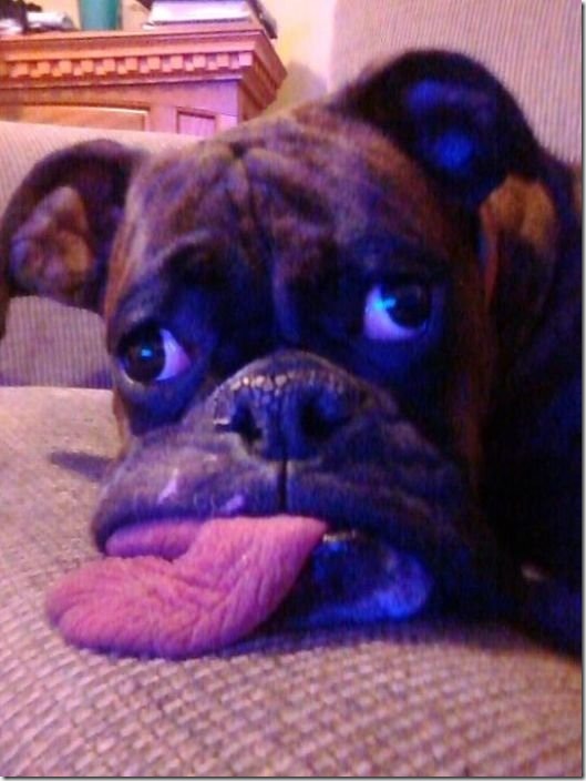 viral-picdump-pics-e55d4b