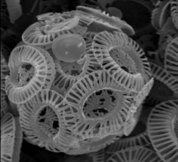 Microscopic marine plankton. Changes in the ocean&rsquo;s chemistry, as a result of increasing atmospheric carbon dioxide (CO2) levels, threaten marine plankton to a greater extent than previously thought, according to new research. monash.edu.au