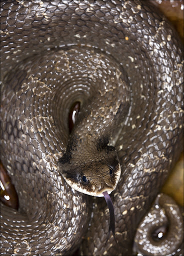 Hognose Snake Amphibians & Reptiles