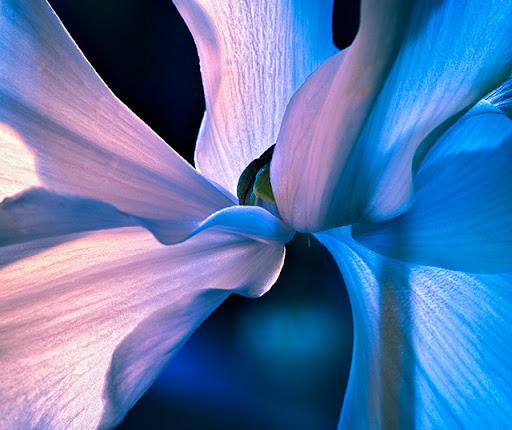 blue Beautiful Flower Photography