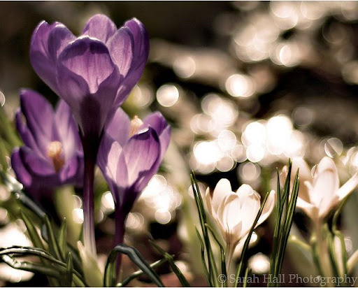 Crocus Bokeh Beautiful Flower Photography