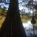 Baldcypress