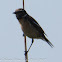 Stonechat; Tarabilla Común