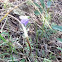 Blue Harebell