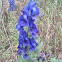 Monkshood