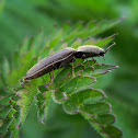Rotbauchiger Laubschnellkäfer
