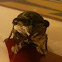 Cicada