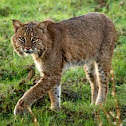 Bobcat