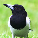 Pied Butcherbird