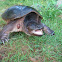 snapping turtle