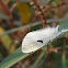 Moth