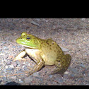 Bullfrog
