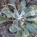Lamb's Ears