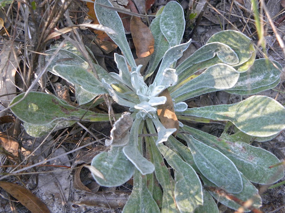 Spotting Image 1