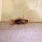 European Earwig / Common Earwig