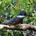 Ringed Kingfisher (f.)
