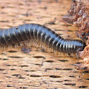 milipede