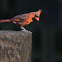 Northern Cardinal (Male)