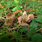 Entoloma farinasprellum