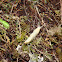 Banana Slug and Starfish