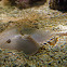 Atlantic Horseshoe Crab