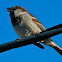 House Sparrow
