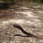 Eastern coachwhip
