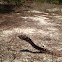 Eastern coachwhip