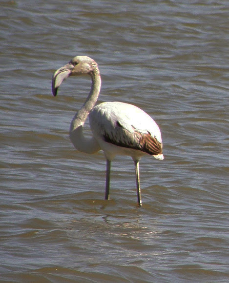 Spotting Image 1