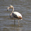 Greater Flamingo