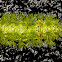Limacodidae Moth Early Stages
