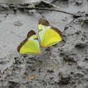 Primrose Flag