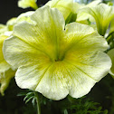 Yellow Petunia