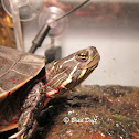 Midland Painted Turtle