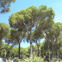 Pino piñonero. Stone pine
