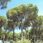 Pino piñonero. Stone pine