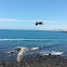 Pelican
