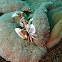 Porcelain crab