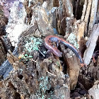 Northern Red Back salamander