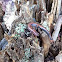 Northern Red Back salamander