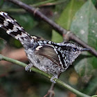 Scaled Antbird