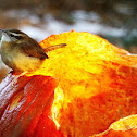 Carolina Wren