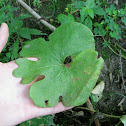 Bloodroot