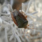 Stink bug (Chinche verde)