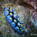 Black-rayed Phyllidia