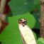 Assassin bug