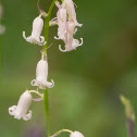 Bluebell (white morph)