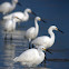 Snowy Egrets